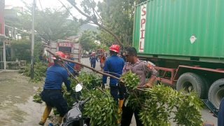 Akibat Pohon Tumbang, Jalan Sultan Hasanuddin Luwuk Macet Total