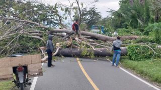 Pohon Tumbang di Desa Batu Hitam Kecamatan Nuhon Banggai Tutup Akses Jalan Trans Sulawesi