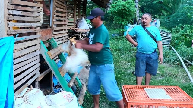 Ini Manfaat Program Unggulan Pemerintahan AT-FM (SJSP) Bidang Peternakan